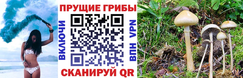 Галлюциногенные грибы Psilocybe  Дрезна 